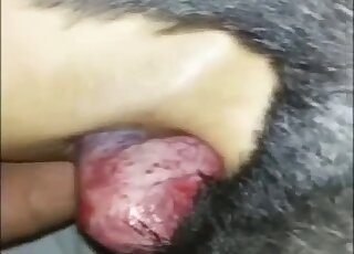 Dog cock looks great in this closeup video with passionate thrusting