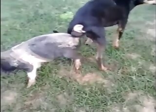 Outdoor animal fucking scene showing a dog that knots a pig or smth