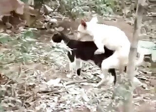 Tiny dog is energetically fucking a black cat that has a great pussy
