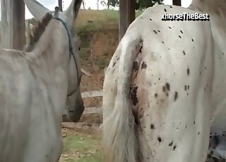 Horse fucks his female in brutal modes during perfect scenes