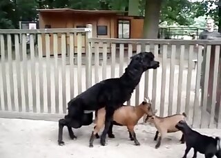 Lama fucks baby goat and horny guy films the whole scene