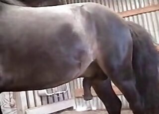 Massive shaft of a black stallions penetrates tight ass of a zoophile