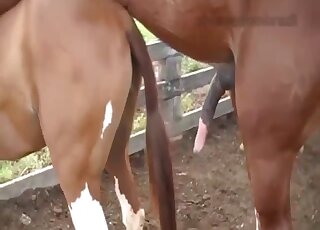 Stallion roughly fucks fragile female for the delight if this guy