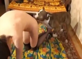 Insolent amateur leaves the dog do whatever he likes with her pussy