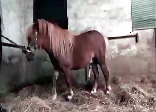 Merciless horny fucks tight cunt of a zoophile during zoo porn in stables