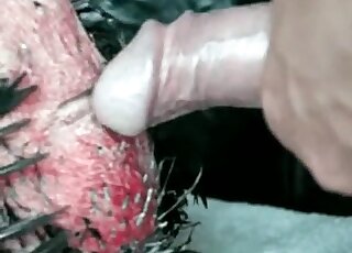 Perverted dude stuffs his erected dick inside tight hole of a hen
