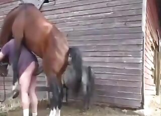 Brown stallion using its penis to punish a male zoophile outdoors