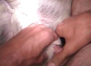 Zoofílico pervertido disfruta follando con su peludo perro en porno bestial