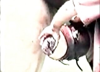 Horses with hard cocks showing off their dicks in a free porn vid