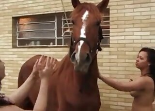 Attractive Latin women are ready to tease a brown stallion together