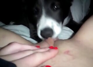Cute dog licks juicy wet cunt of a dirty-minded naked lady