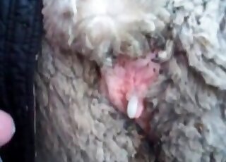 Guy fucks a sheep and gets orgasmic pleasure in a zoo scene