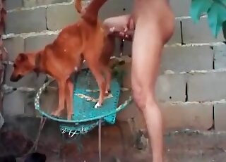 Nasty dude bangs a small dog in a breathtaking zoophilia action