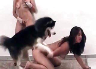 二哈