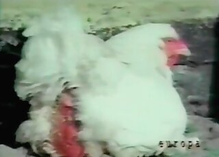 Perverted bitch sucks a dude’s cock after he fucks a chicken