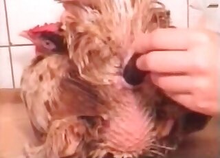 Crazy bitch toys a hen and enjoys the process in a crazy zoo porn vid