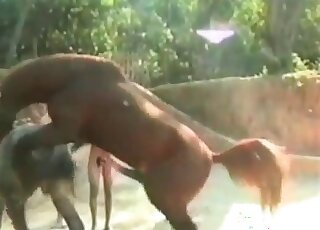 Dudes watch horses fuck and go for them with their hard cocks too