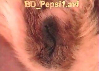 Dude gets his dick licked by pet dog before fucking the animal hard