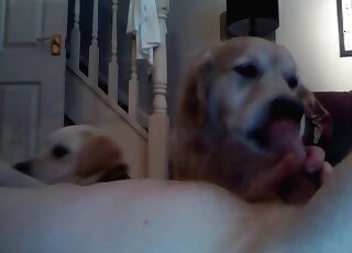 Two dogs come to satisfy a horny pervert and to suck his cock