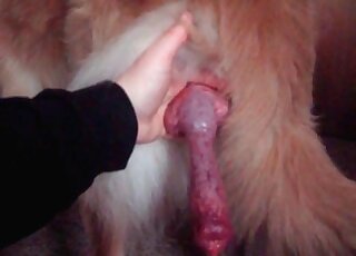 Fat mature bitch wants to have her dog’s cock in her hairy twat