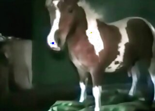 Volwassen zoöfiele vrouwelijke slet kan geen genoeg krijgen van de grote pik van haar pony