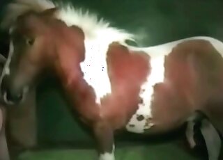 Dude lets his stallion ram his asshole in a wild bestiality porno vid
