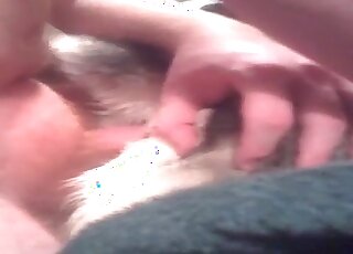 Crazy guy fucks a dog without limits shoving it deep in its hole