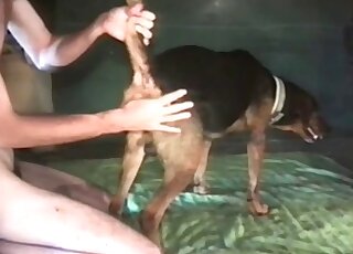 Female dog gets screwed insanely by a horny pervert in a hot action