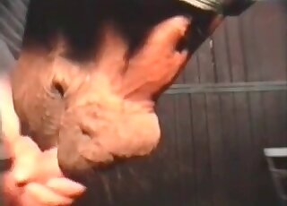 Bestiality addicted guy stuffs mouth of a horse with his hairy cock