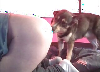 Amazed dog likes exploring juicy ass and pussy of a zoophile lady