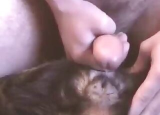 Dude bangs his dog and after that delivers creampies on its body