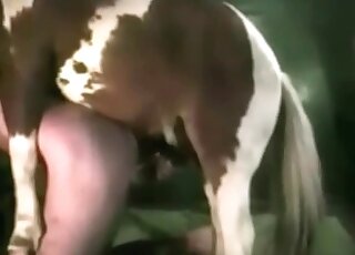 Horses loving pervert gets screwed by a stallion in a wild zoo scene