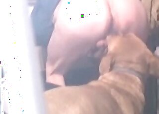 Dog licks ass of a crazy pervert and craves for more filthy actions