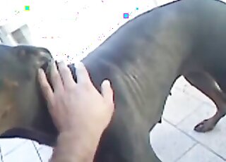 Female dog experiences deep fingering and intense fucking session