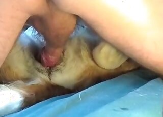 Dog endures massive thick cock of a wild zoophile in its tight pussy