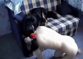 Black animal fucks a curvy brunette in a twisted sex tape movie