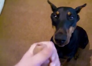 Cute black animal is angling for a facial in a POV zoophile porn video