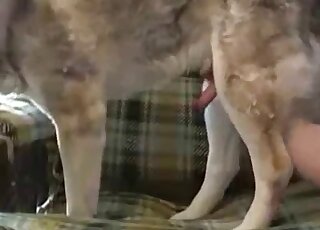 Nasty sex tape video with a gay dude that loves furry dog cocks