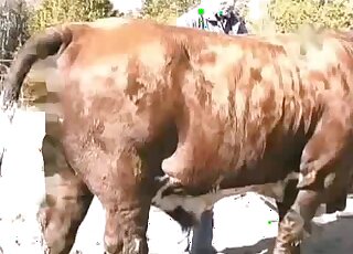 Outdoor male bestiality scene with a hung farmer and his kinky cow