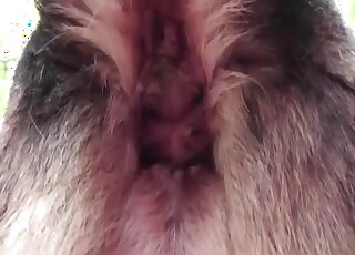 Closeup dog porn movie set outdoors and featuring hot handjobs