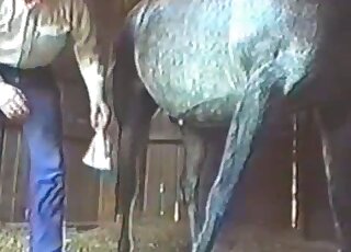 Farm porn movie with a well-hung stallion that loves flaunting it