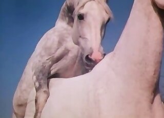 Best zoophilia compilation centering on huge horse dicks in HQ