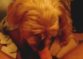 Dog cocksucker practicing those remarkable skills in a POV zoo video