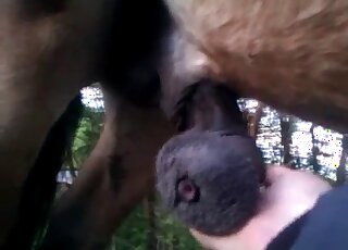 Attractive horse cock jerked in a taboo zoophile porn movie here