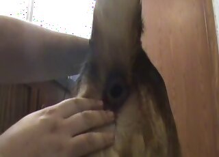 Exposed and widened animal hole is going to get fucked in zoo XXX