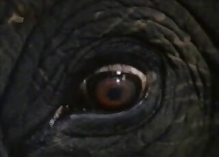 Dude pleasuring an animal's penis in a clinical fashion in a hot vid