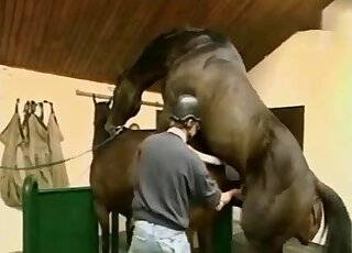 No-nonsense horseman wants to see two horses fuck in front of him