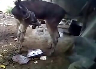 Solo donkey porn movie with a horny animal showing off big time