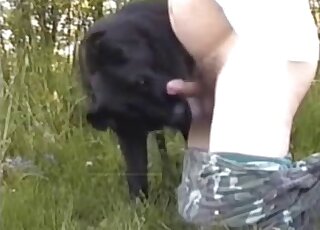 Black dog with a body is enjoying outdoor action with a male zoophile
