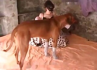 Attractive brunette with sexy legs is going to fuck brown dog here